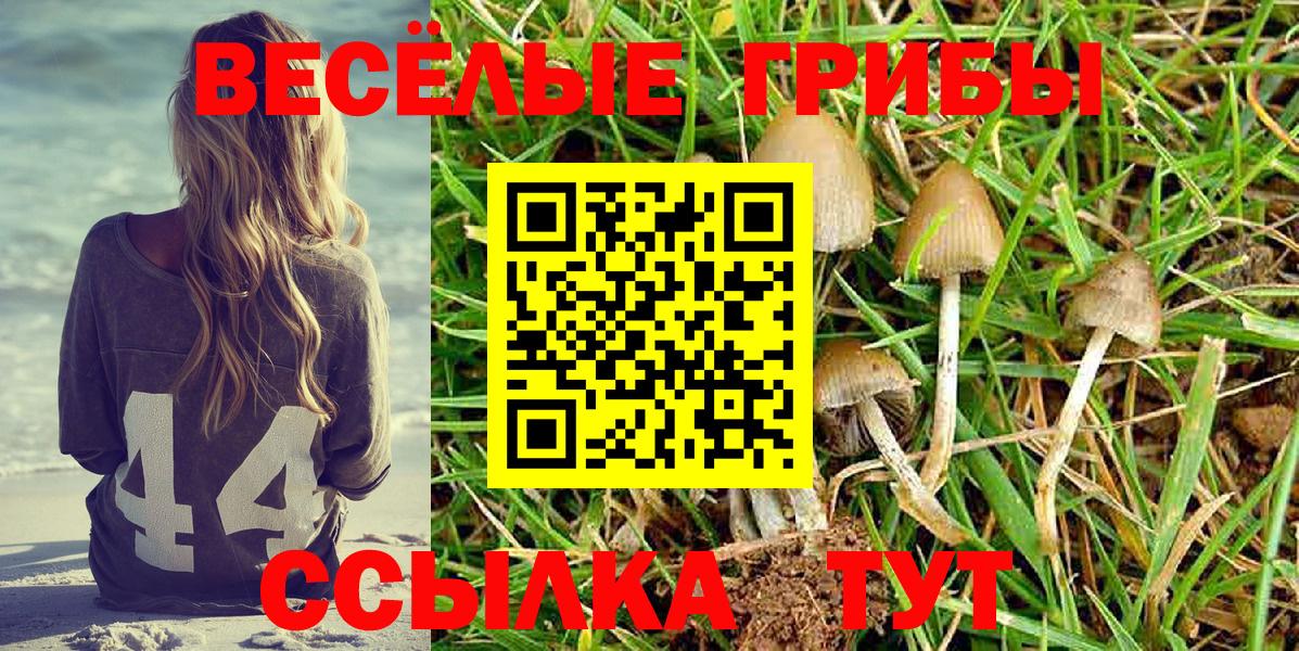 Камышин  Псилоцибиновые грибы Psilocybe  где продают   Вход с VPN  Псилоцибиновые грибы Magic Shrooms 